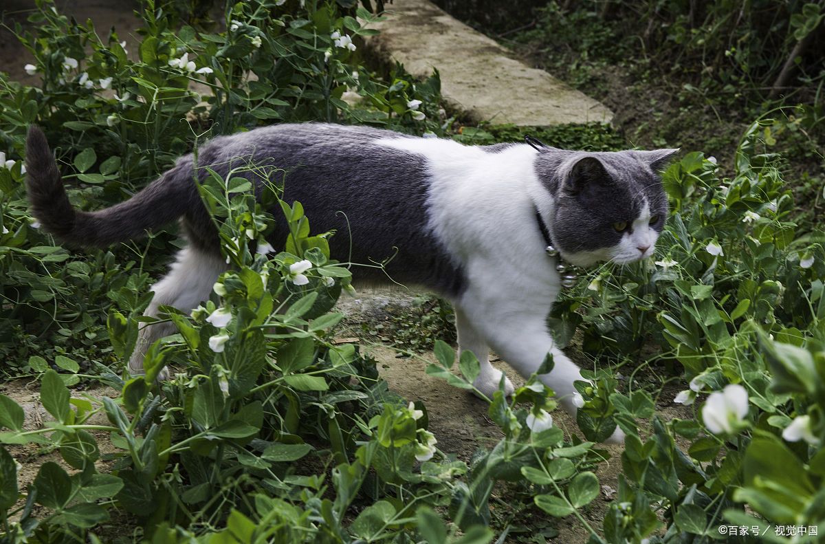 短腿猫，你了解吗？