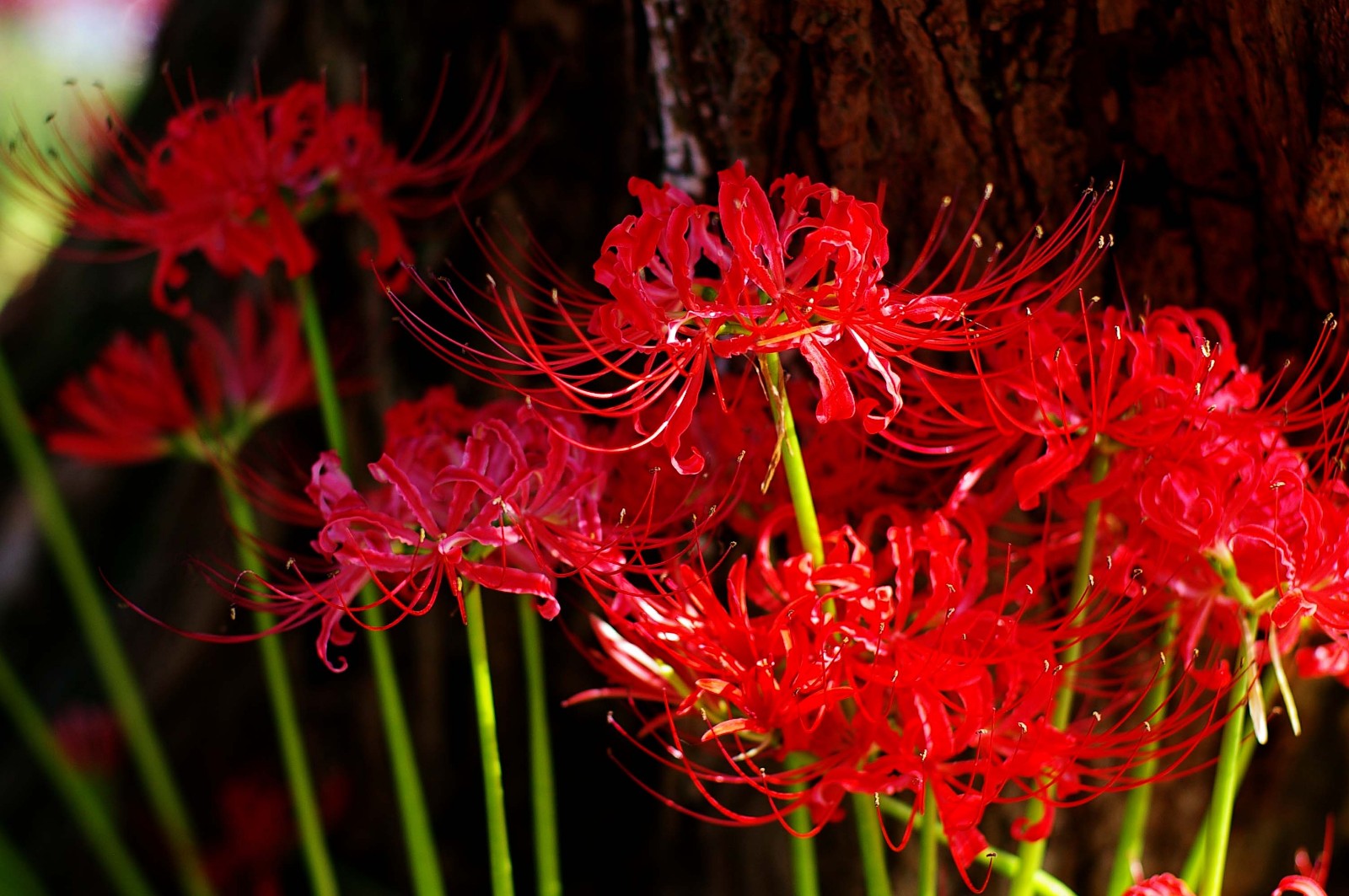 世界上真的有曼珠沙华这种花吗？