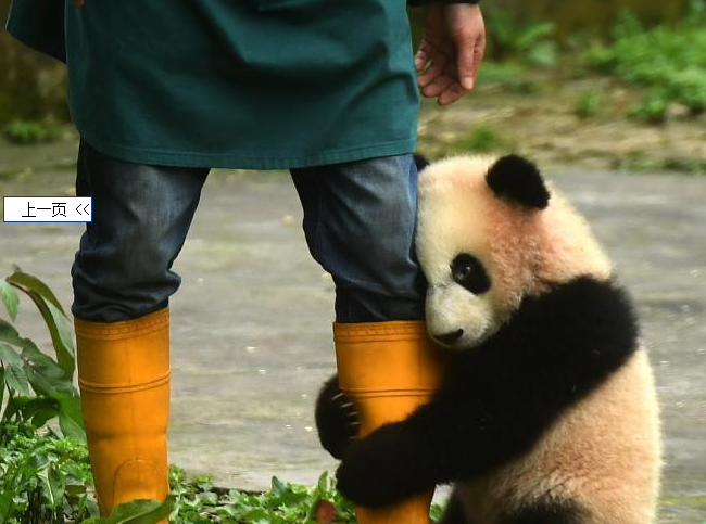 重庆三只大熊猫幼仔正式命名为什么？