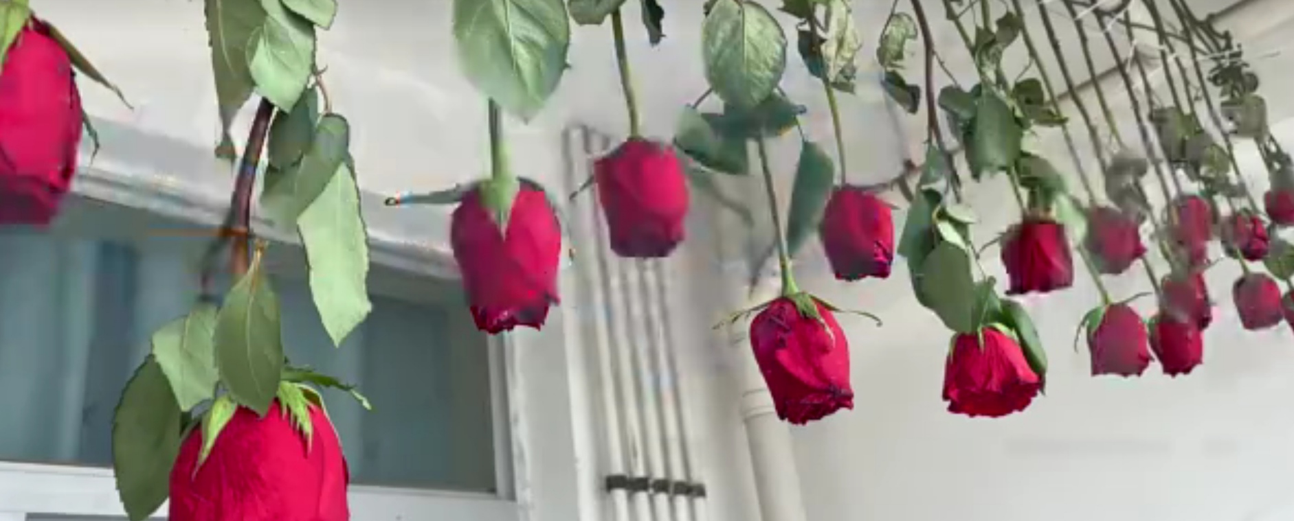 订婚收到99多玫瑰，女孩父亲为保存串起来晾晒，这样的父爱你羡慕吗？