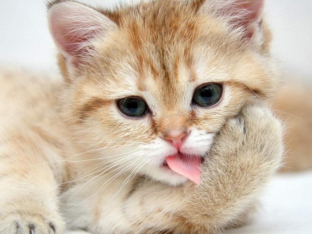 宠物猫如何饲养