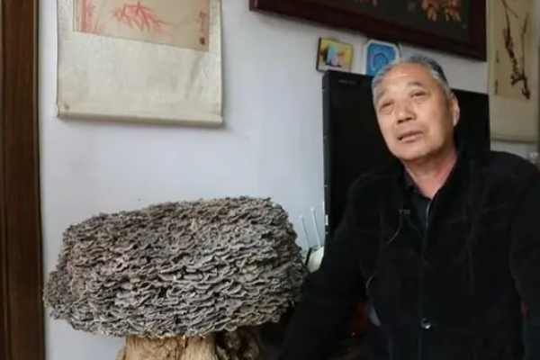 有1株22斤罕见特大野生灵芝被发现，野生灵芝有着怎样的价值？