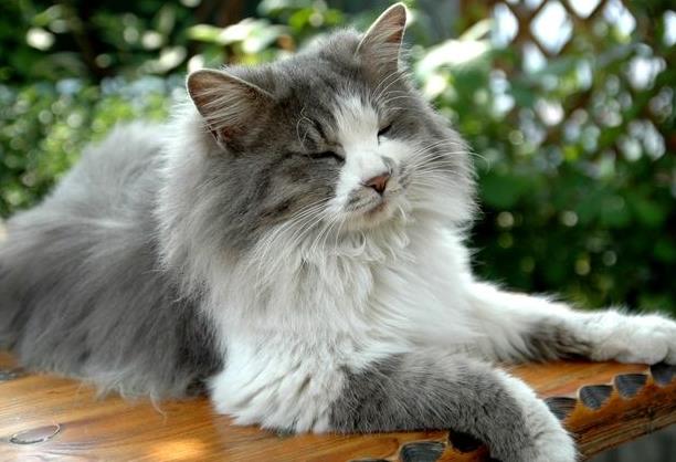 广东一名贵的猫王后代医院体检被误做绝育，医院该不该为此事负责？