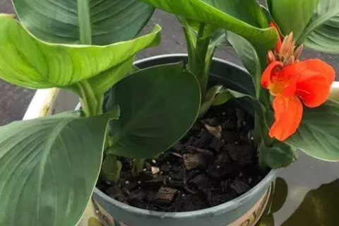 大花盆适合种什么花？