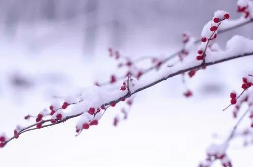 恰逢暮雪亦白头下一句