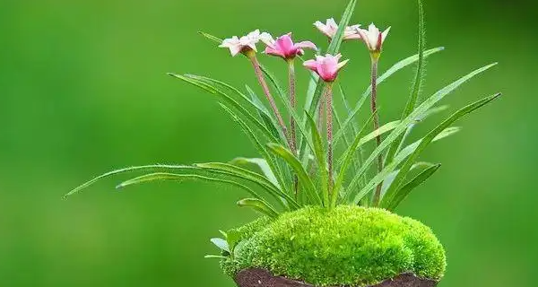 一花一世界一树一菩提是什么意思一花一世界一树一菩提的意思