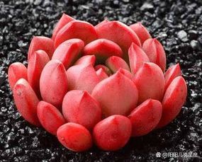 几款颜色红艳的多肉，红东云红似火，红稚莲漂亮却不好养，有哪些原因呢？