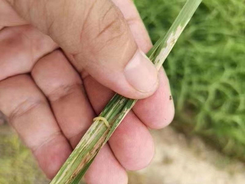 水稻有稻纵卷叶螟，该怎样防治？