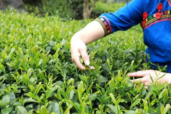 潮汕茶叶有哪些名茶