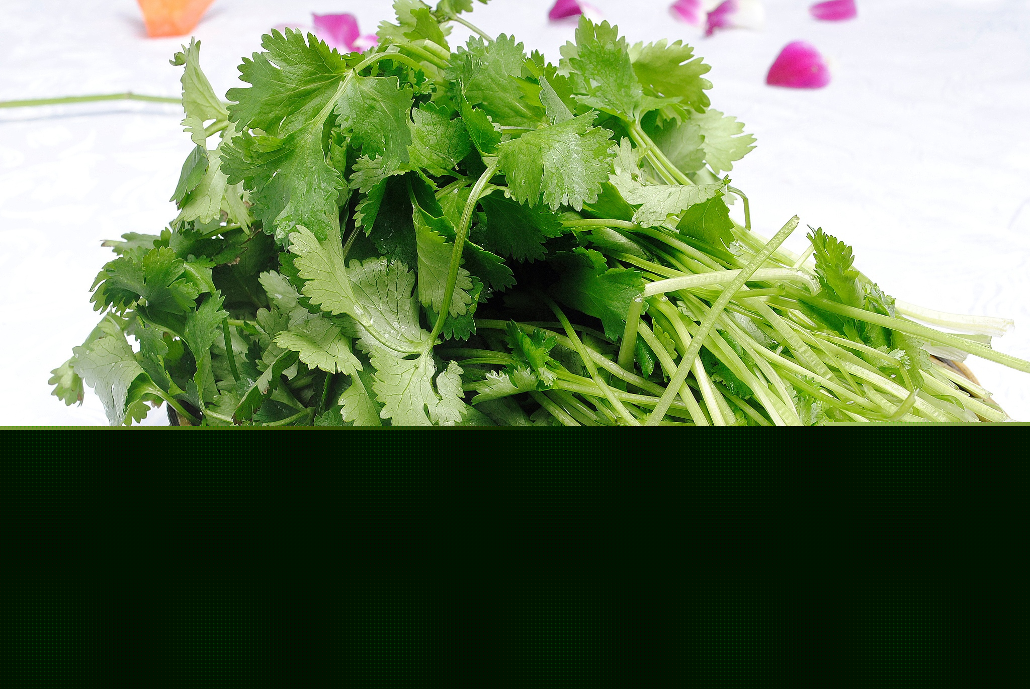 2月24日是世界讨厌香菜日，这个节日是怎么来的？
