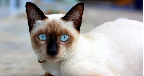 猫咪智商排名前十
