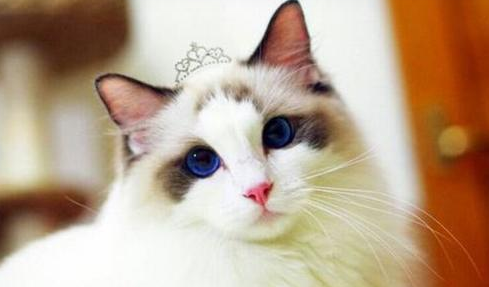 猫咪智商排名前十