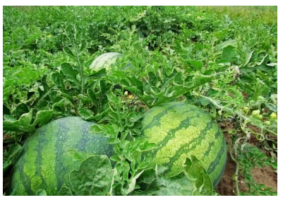 西瓜的种植和管理方法