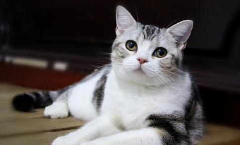 猫咪智商排名前十