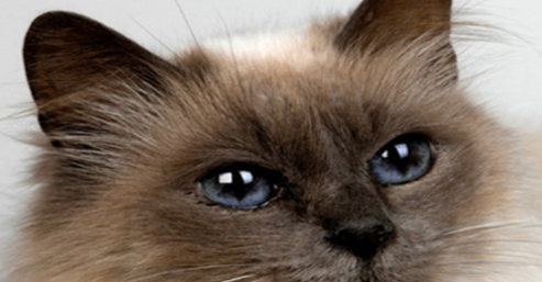 猫咪智商排名前十