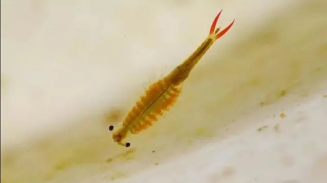 江苏发现2亿年前物种仙女虾，这一生物有何特征？