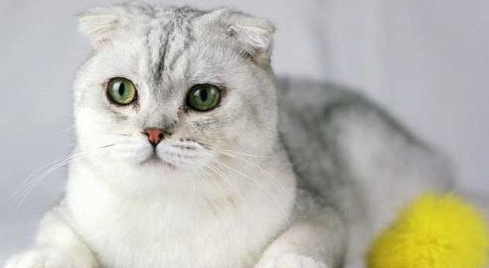 猫咪智商排名前十