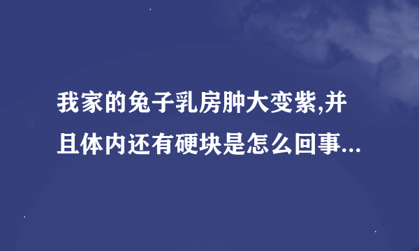 我家的兔子乳房肿大变紫,并且体内还有硬块是怎么回事?该怎么办?