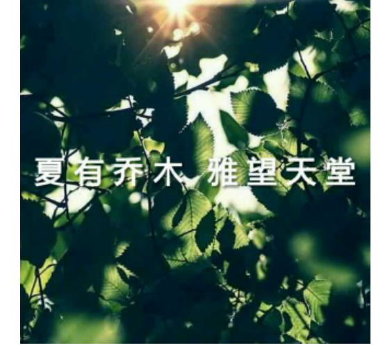 夏有乔木雅望天堂1txt下载百度云
