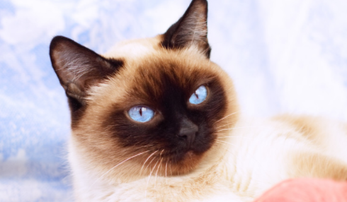 猫咪智商排名前十