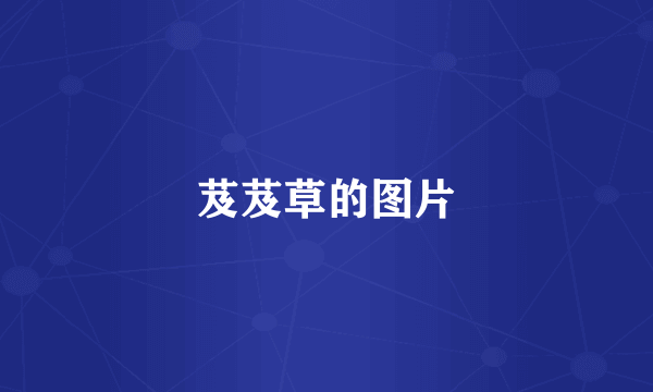 芨芨草的图片