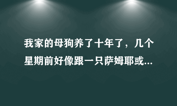 我家的母狗养了十年了，几个星期前好像跟一只萨姆耶或者一只土狗，交配了？