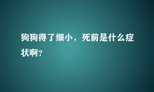 狗狗得了细小，死前是什么症状啊？