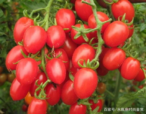 阳台盆栽西红柿，有哪些让西红柿又大又甜的小技巧？