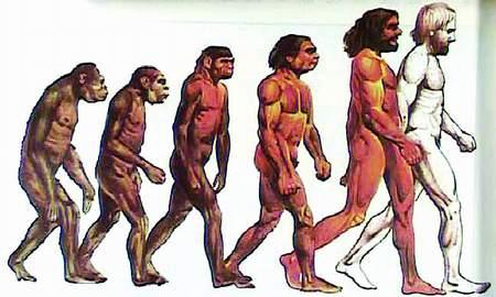 人类的进化过程（图）