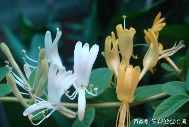 中药金银花有哪些功效呢？
