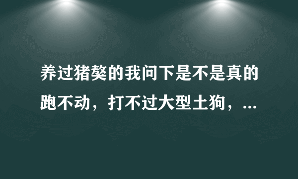 养过猪獒的我问下是不是真的跑不动，打不过大型土狗，普通狼狗，大型宠物狗。不凶，胆子小。我听狗商把藏