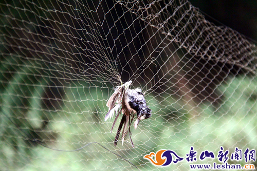 北方怎么套石鸡