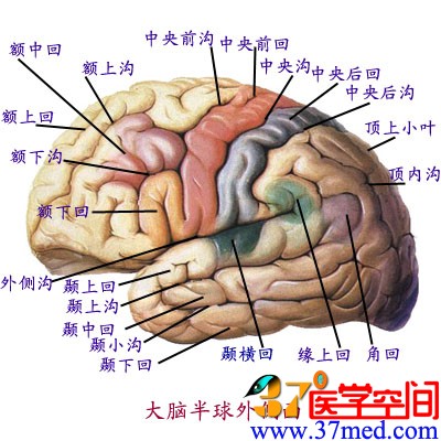 脑颞叶到底在哪里？要具体的