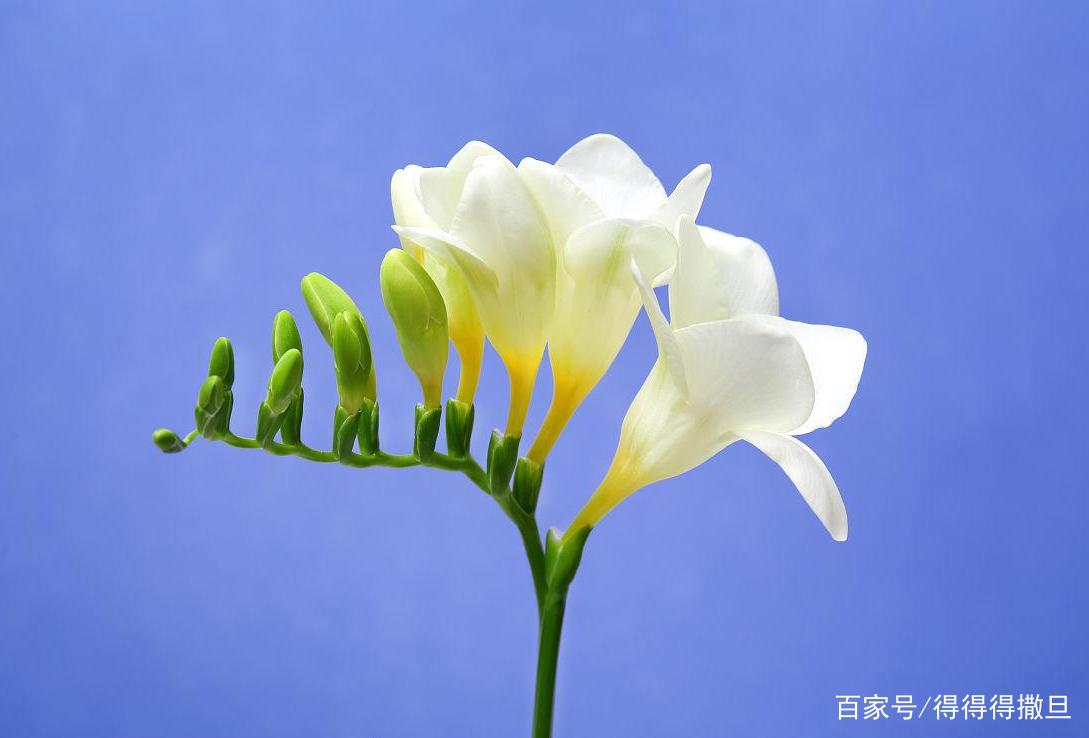 小苍兰的养殖方法和注意事项都有哪些？