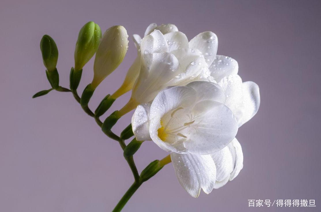 小苍兰的养殖方法和注意事项都有哪些？