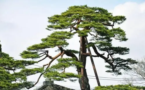 草本植物和木本植物有什么区别？如何正确区分二者？