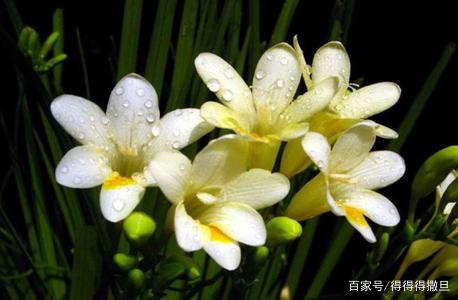 小苍兰的养殖方法和注意事项都有哪些？