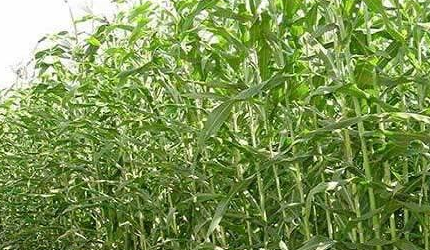 种植业有什么好项目吗？