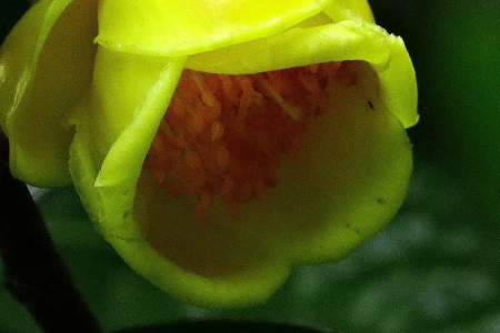 秋季开花的花卉有哪些?