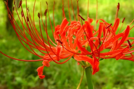 秋季开花的花卉有哪些?