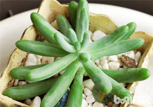 多肉植物夏天怎么浇水