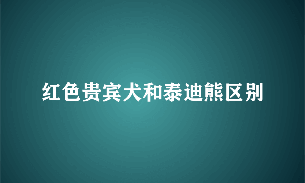 红色贵宾犬和泰迪熊区别