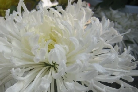 秋季开花的花卉有哪些?