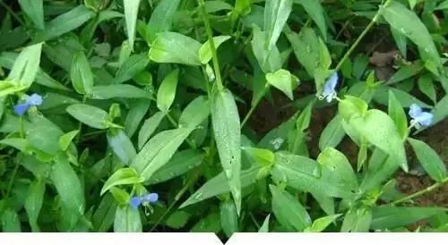 什么绿色植物除甲醛最好的