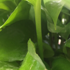 描写植物的现代诗？