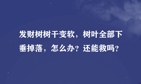 发财树树干变软，树叶全部下垂掉落，怎么办？还能救吗？