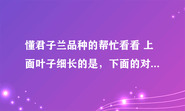 懂君子兰品种的帮忙看看 上面叶子细长的是，下面的对比的是市场常见的开黄花的那种。