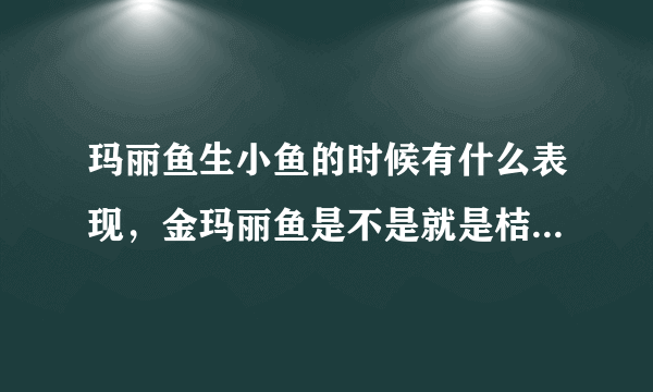 玛丽鱼生小鱼的时候有什么表现，金玛丽鱼是不是就是桔黄色的鱼？
