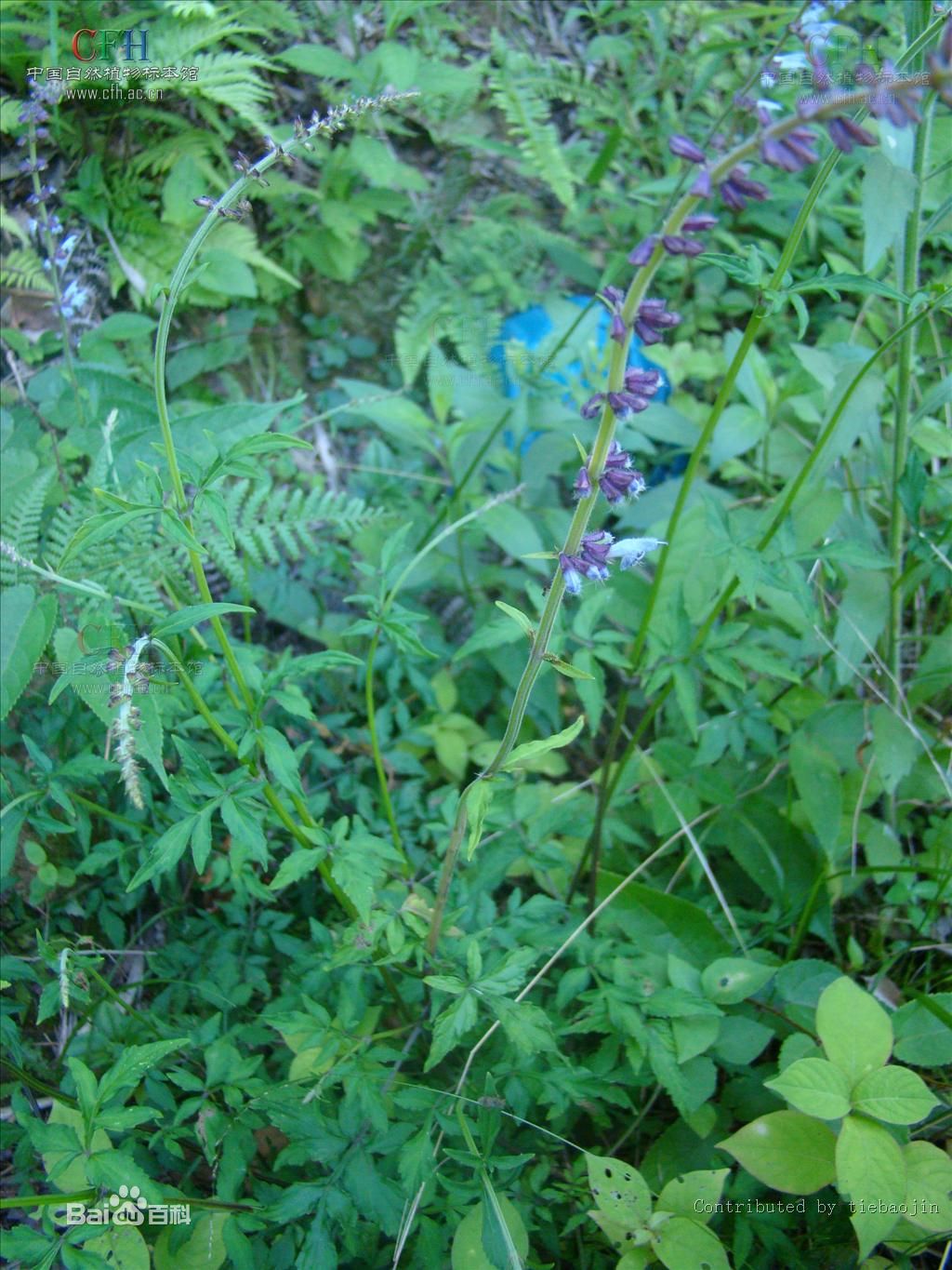 墨西哥鼠尾草是一种什么植物？类似大麻吗？