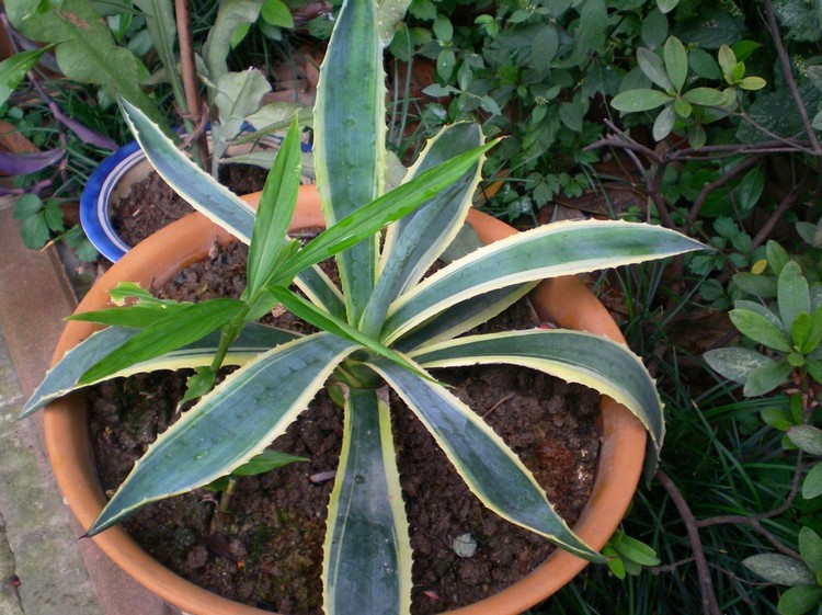 什么绿色植物除甲醛最好的
